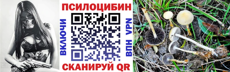 Купить где  Большой Камень  Псилоцибиновые грибы Psilocybe 